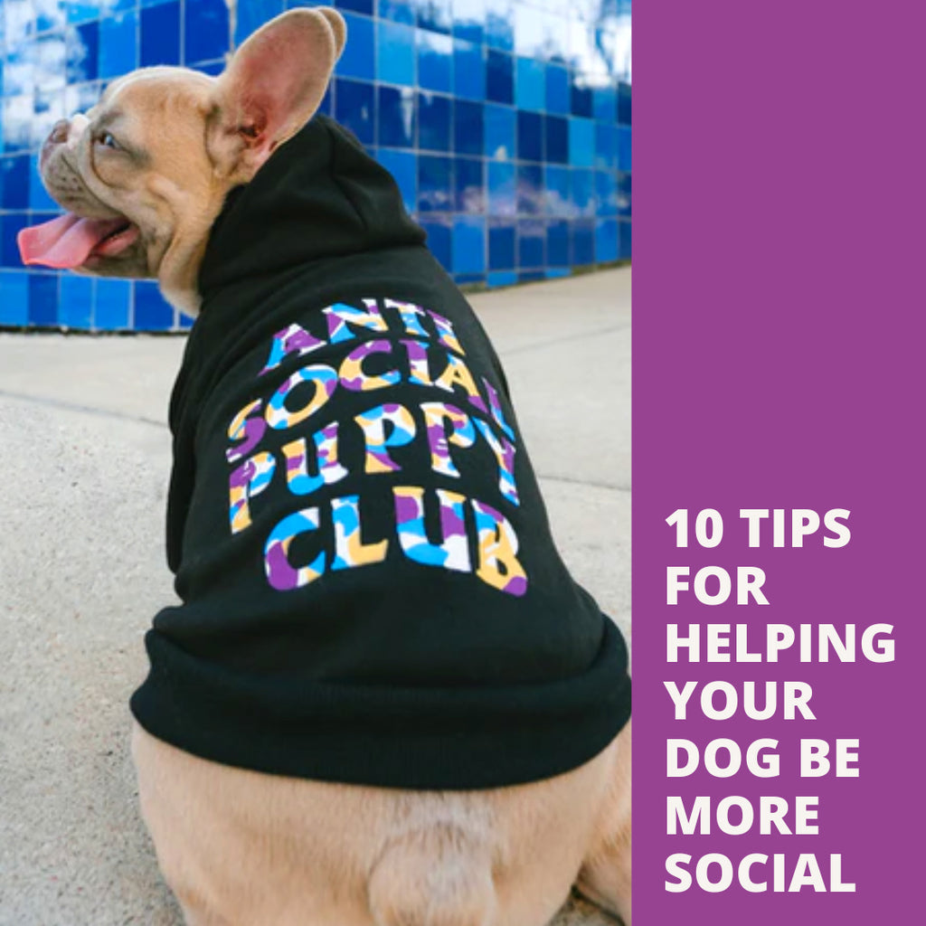 10 Tips for Helping Your Dog Be More Social